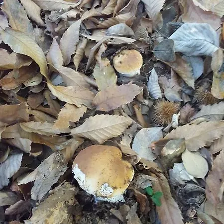 La Mansardina Appartamento *